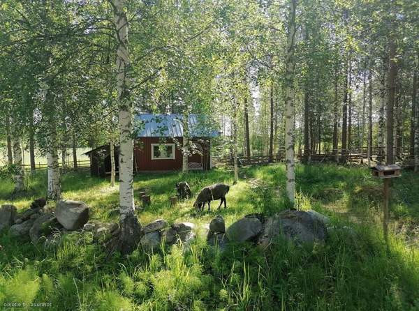 3h  Rautalampi - изображение 3