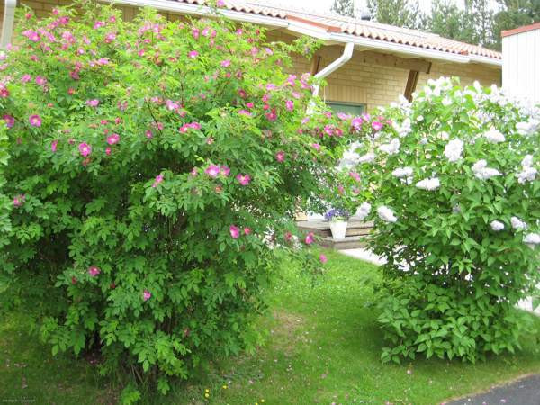 5h +K+ saunat+2WC+ AT varastoineen (40neliö)  Oulu - photo 8