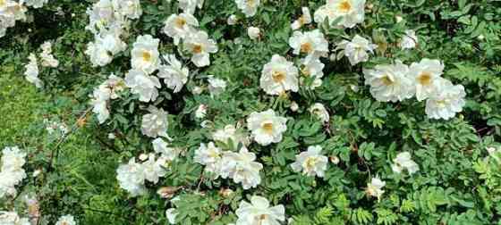 2h + avok + s  Vantaa