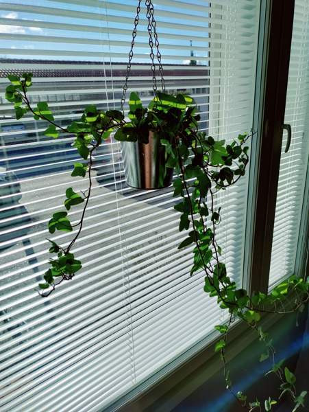 2h + avok + s  Orimattila - изображение 3