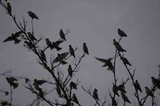 3h + avok + s  Joensuu