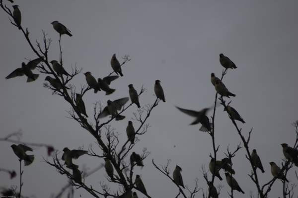 3h + avok + s  Joensuu – foto 4