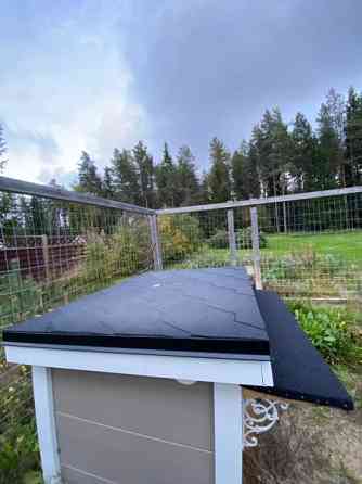 Eristetty Koirankoppi. Ii