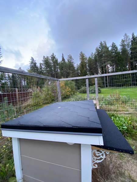 Eristetty Koirankoppi. Ii - valokuva 5