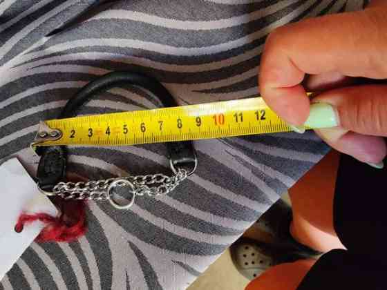 pienen koiran panta ja valjaat Haemeenlinna