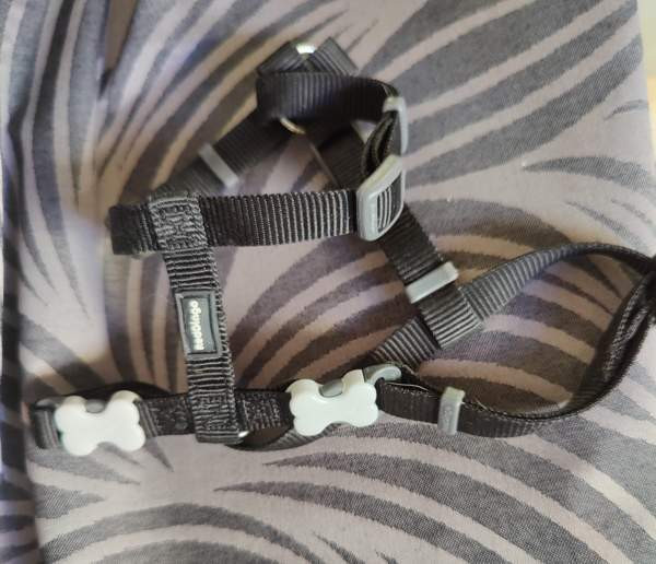 pienen koiran panta ja valjaat Haemeenlinna – foto 1