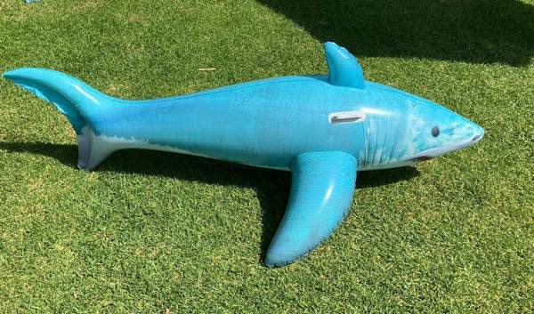 Shark uintilelu Helsinki - valokuva 1