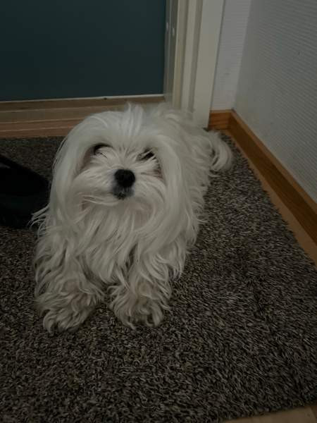 Maltankoira Oulu - photo 2