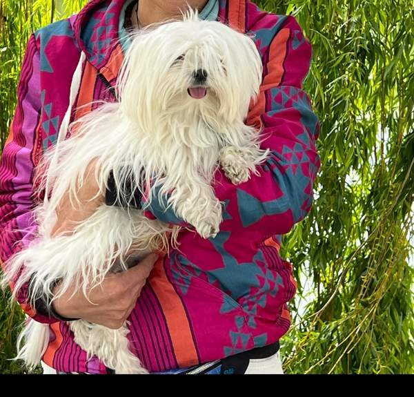 Maltankoira Oulu - photo 1