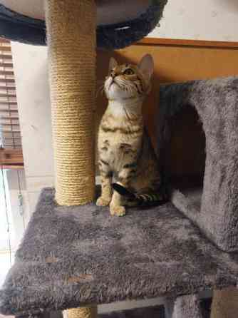 Myydään kauniit kissanpennut Karkkila