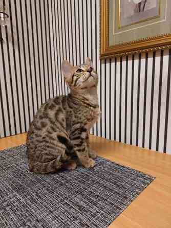 Myydään kauniit kissanpennut Karkkila