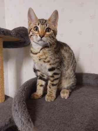 Myydään kauniit kissanpennut Karkkila