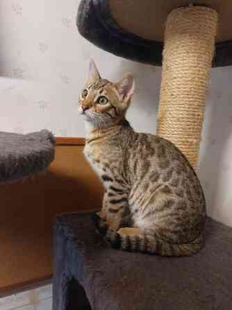 Myydään kauniit kissanpennut Karkkila