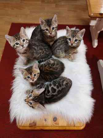 Myydään kauniit kissanpennut Karkkila