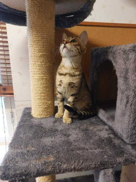 Myydään kauniit kissanpennut Karkkila - photo 4