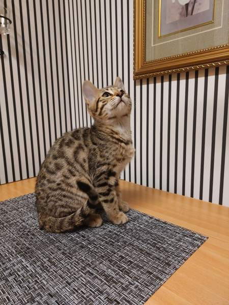 Myydään kauniit kissanpennut Karkkila - photo 2