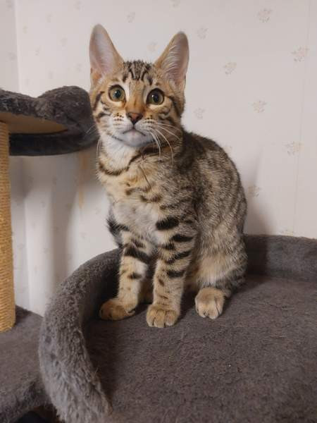 Myydään kauniit kissanpennut Karkkila - photo 3