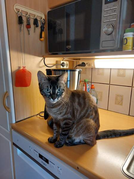 Myydään kauniit kissanpennut Karkkila - photo 6