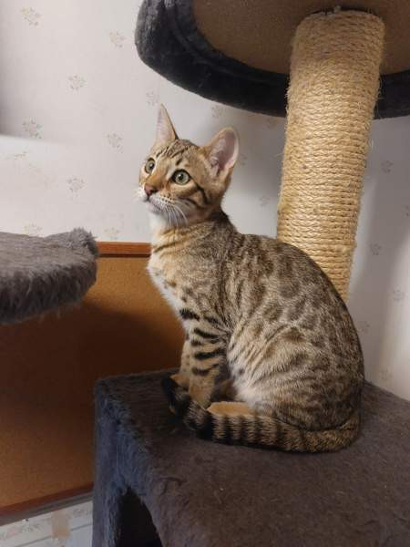 Myydään kauniit kissanpennut Karkkila - photo 5