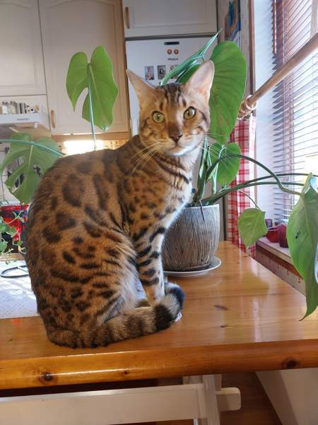 Myydään kauniit kissanpennut Karkkila - photo 7