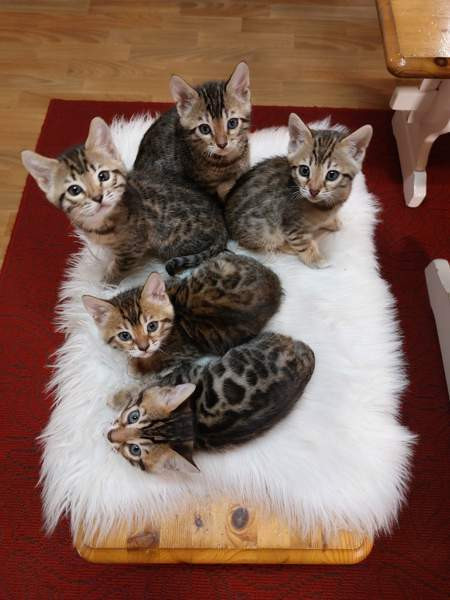 Myydään kauniit kissanpennut Karkkila - photo 1