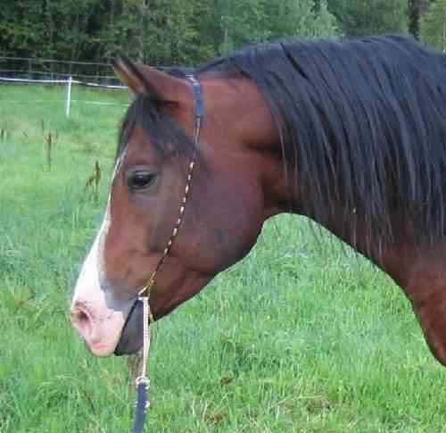 Näyttelyriimu arabille Petäjävesi