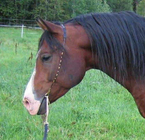 Näyttelyriimu arabille Petäjävesi – foto 1