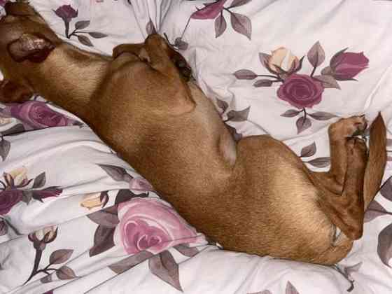 Sekarotu toy uros Kotka