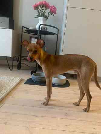 Sekarotu toy uros Kotka