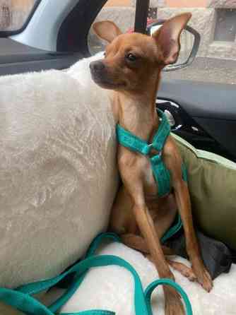 Sekarotu toy uros Kotka