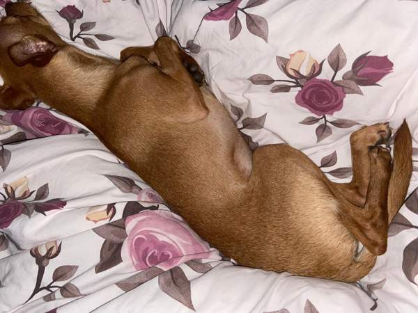 Sekarotu toy uros Kotka - photo 2