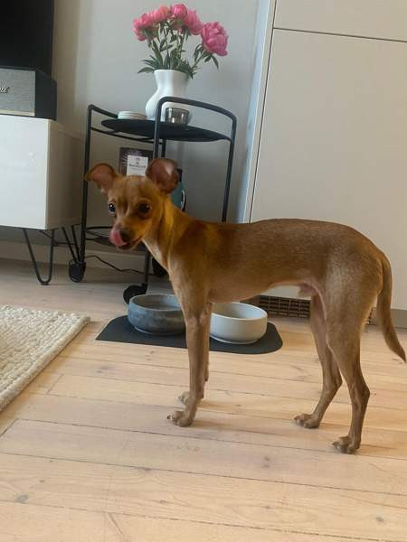 Sekarotu toy uros Kotka - photo 4