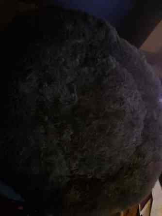 Koiran peti xxl UUSI, pörröpeti Пори