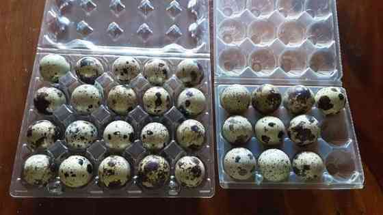 Viiriäiset.(siitosmunia ja kukkoja) Эспоо