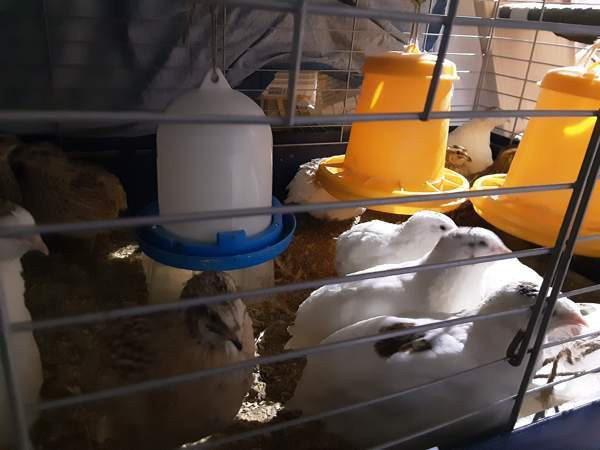 Viiriäiset.(siitosmunia ja kukkoja) Espoo - valokuva 2