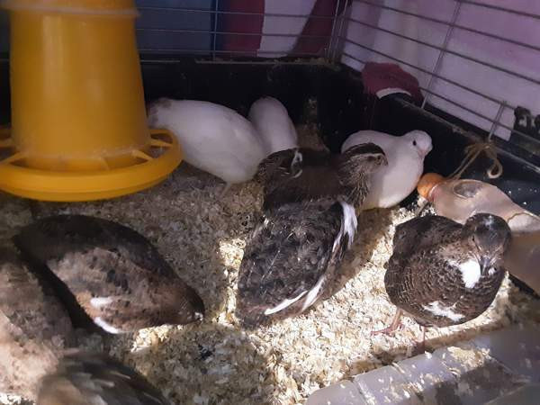 Viiriäiset.(siitosmunia ja kukkoja) Espoo - valokuva 1