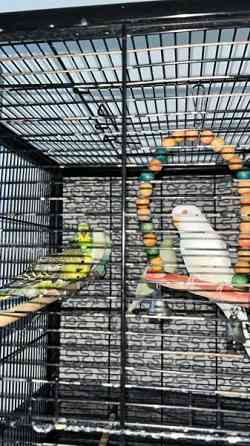 Mydään Undulaatti Vantaa