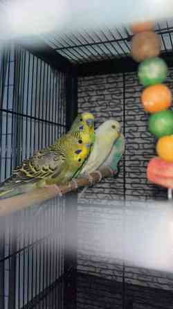 Mydään Undulaatti Vantaa