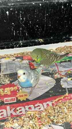 Mydään Undulaatti Vantaa