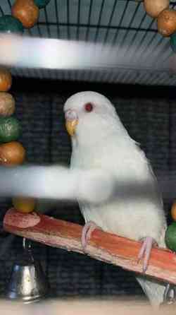 Mydään Undulaatti Vantaa