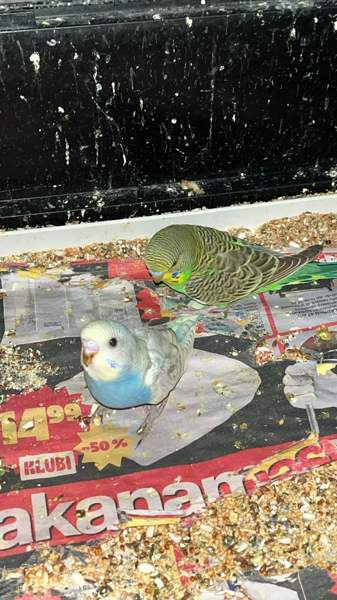 Mydään Undulaatti Vantaa - photo 1