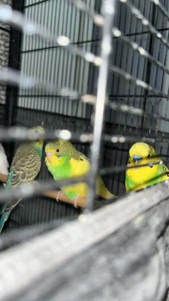 Mydään Undulaatti Vantaa - photo 2