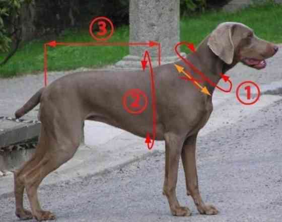 Zero Dc short SL-koon valjaita Eura