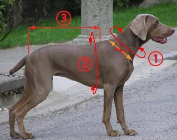 Zero Dc short SL-koon valjaita Eura - valokuva 5