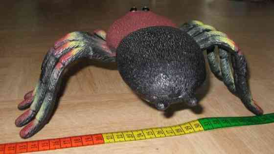 Iso hämähäkki Vantaa