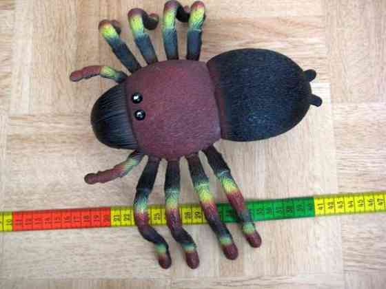 Iso hämähäkki Vantaa