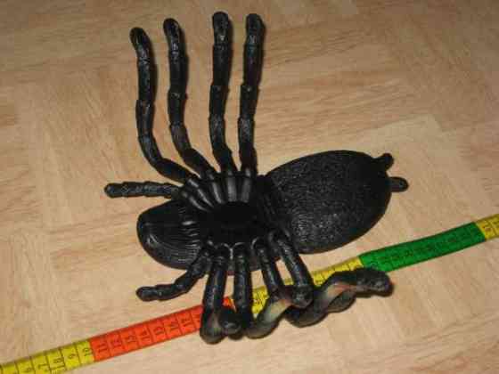 Iso hämähäkki Vantaa