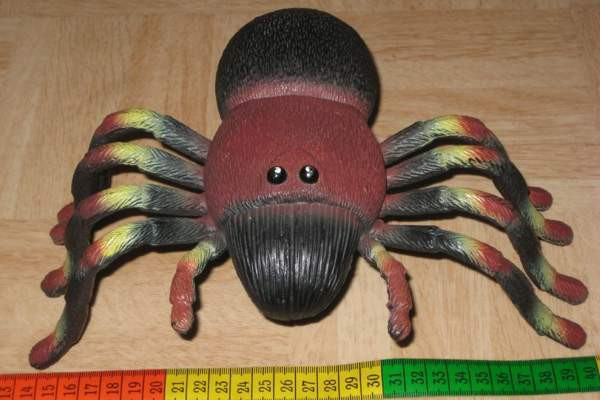 Iso hämähäkki Vantaa - photo 4