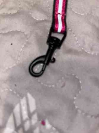 Kissan talutushihna Seinaejoki