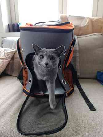 Kissa koira kuljetusreppu Imatra